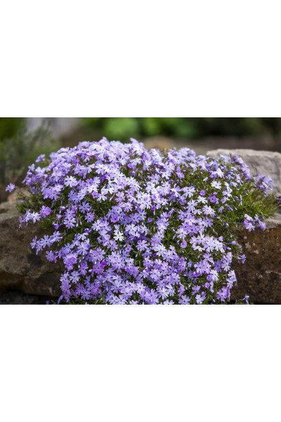 Флокс шилоподібний Fabulous Blue Violet у цвітінні